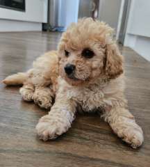 Beautiful male toy poodle 