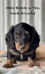 Beautiful long haired Mini Dachshunds