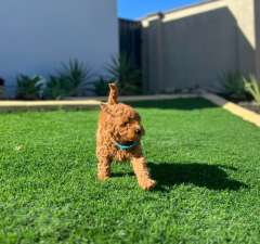 Pure bred Cavoodle puppies for sale