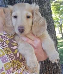 Cream dream male mini Dachshund 