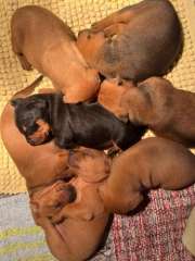  🐾 Rare German Pinscher x Miniature Pinscher Puppies 🐾
