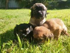 Cute Pugalier ( Pug x Cavalier King Charlse Spaniel) Puppies