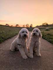EOI: F2 Groodle Puppies - Males &amp; Females