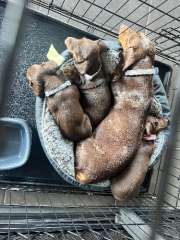Female dashshounds for sale 