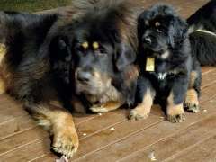 Tibetan Mastiff Purebred Pups