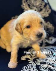 Golden Retriever / Poodle cross  = Amazing Groodle Puppies  