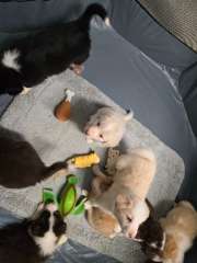 Pure Breed Border Collie Pups for sale