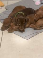 Short Haired Mini Dachshunds