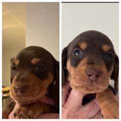Pure bred Miniature Dachshunds 