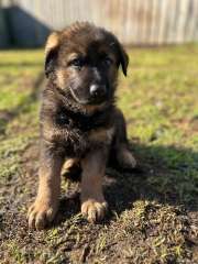 Pedigree working line German Shepherd Pups from VON GOR