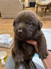 CHOCOLATE CANADIAN PEDIGREE LABRADOR PUPPIES