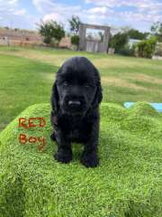 Cocker Spaniel Puppies