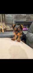 Yorkshire Terrier pups 