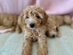 Purebred Toy Poodle 