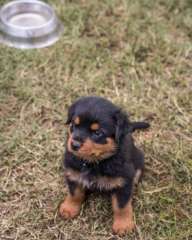 purebred male rottweiller pups