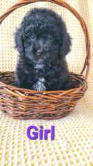 Schnoodle puppies 
