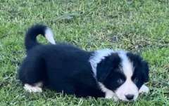 Border Collie Boy.11 weeks Pure Bred