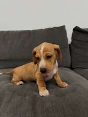 Adorable Dachshund Puppy Only 1 Left 