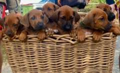 Ridgeback puppies Adorable 