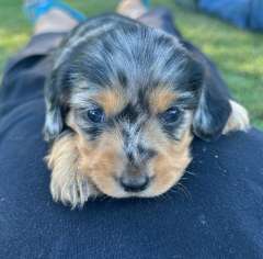 Mini Dachshund
