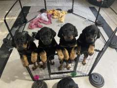 2 handsome Rottweilers puppies ready for their new homes