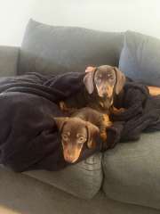 Purebred Miniature Dachshunds 